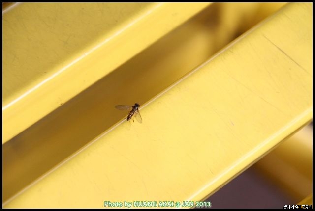 【騰龍 Tamron 18-270mm F/3.5-6.3 Di II VC PZD B008】最高規旅遊鏡新進化開箱心得