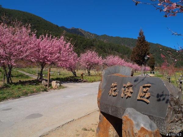 武陵農場露營區(春櫻)