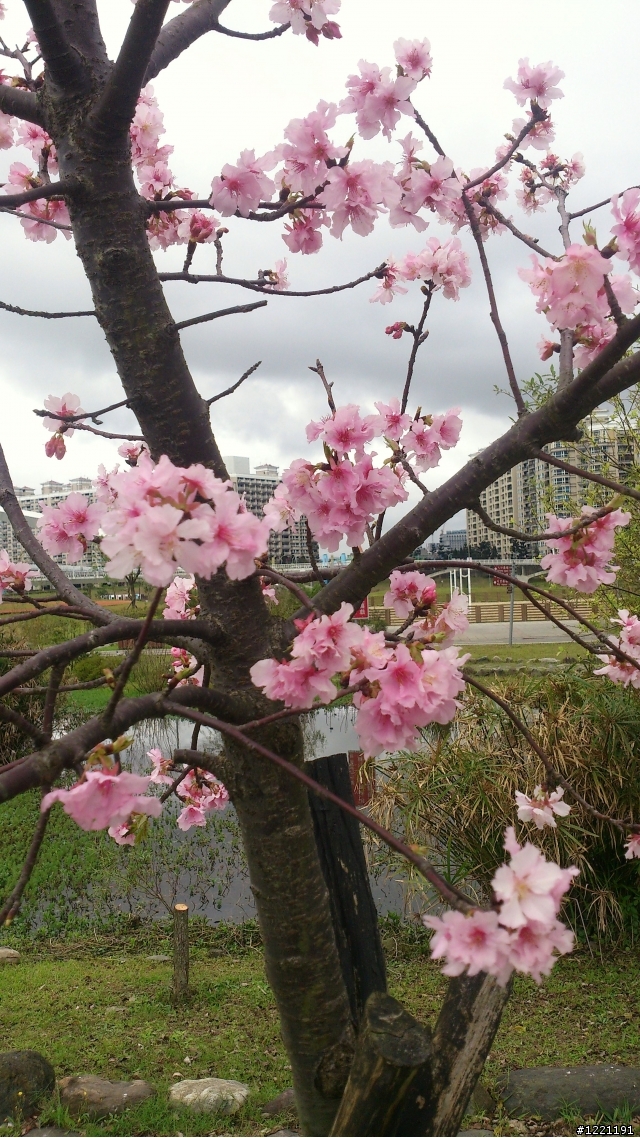 櫻花in陽光運動園區  by  Xperia  TX