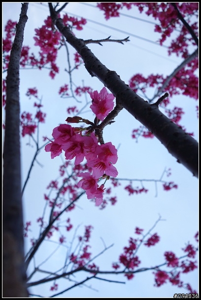 2013.02.03【單車遊記】《櫻》網打盡