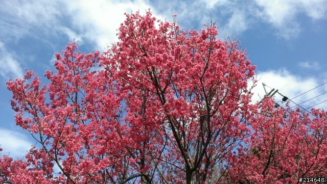 帶著蝴蝶賞櫻記