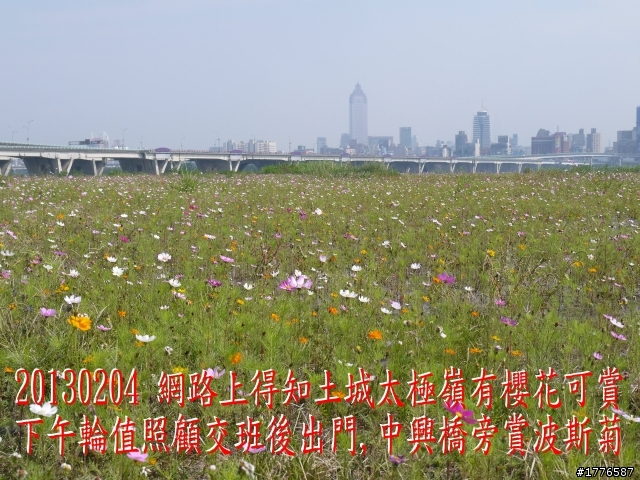 20130204  土城太極嶺賞櫻之旅