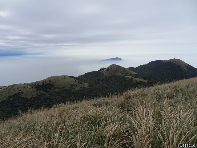 親子旅遊-新春台北自由行(5)-櫻花百拉卡