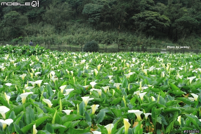 陽明山賞花