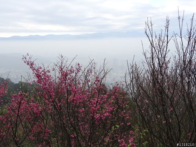 親子旅遊-新春台北自由行(5)-櫻花百拉卡