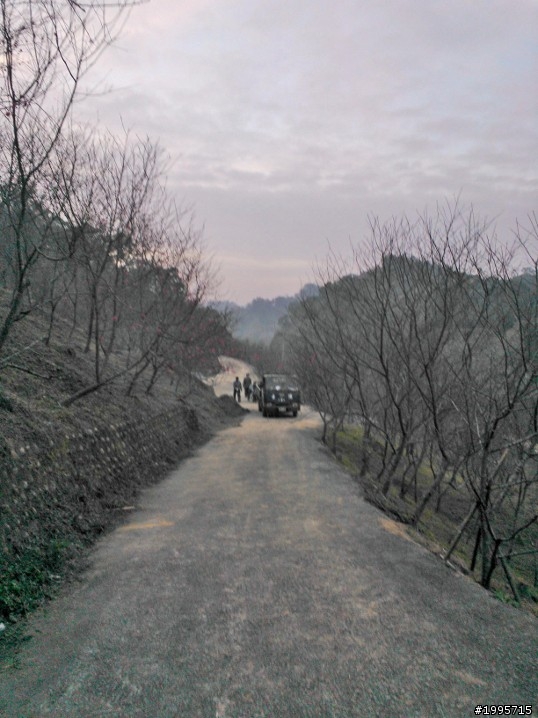 2013/2/2 大坑濁水巷櫻花林花況