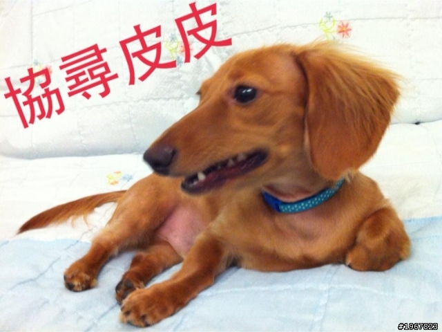 [協尋]請好心大大幫忙！台北新店陽光公園：咖啡色長毛臘腸走失