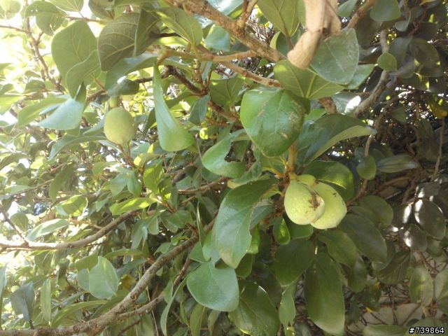 數種植物請教,感恩!