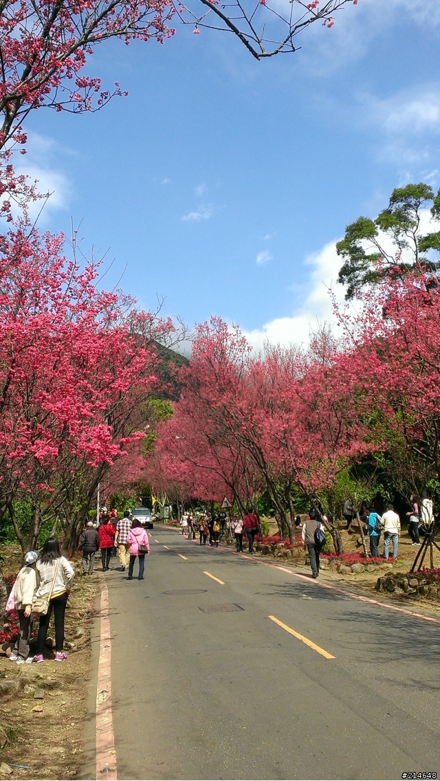 帶著蝴蝶賞櫻記