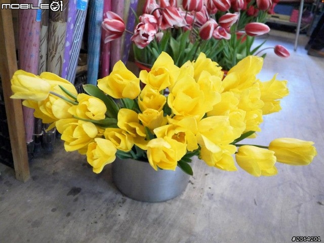 鬱見好心情~2013/1/28桃源仙谷鬱金香花況