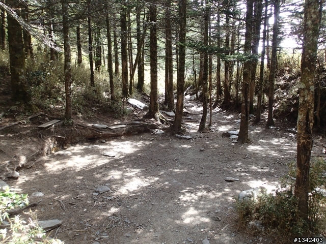 春節三叉山,向陽山,嘉明湖( 簡單分享還是很多圖)
