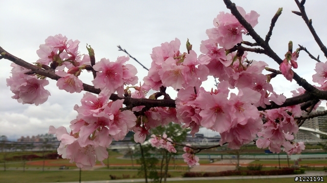 櫻花in陽光運動園區  by  Xperia  TX
