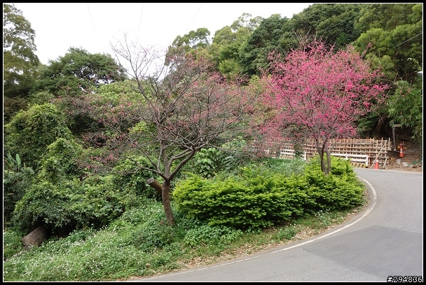 2013.02.03【單車遊記】《櫻》網打盡
