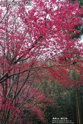 【賞櫻】2013桃園~東眼山 山櫻花大道