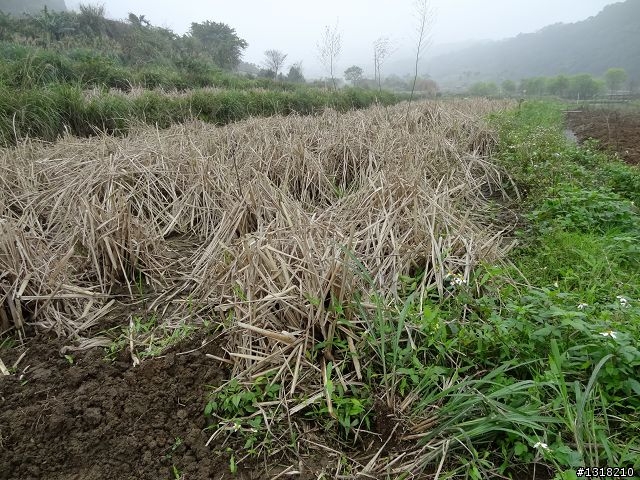 親子旅遊-新春台北自由行(5)-櫻花百拉卡