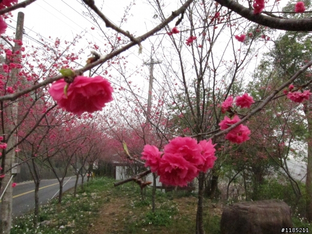 2013.02新社、松鶴、谷關尋花記