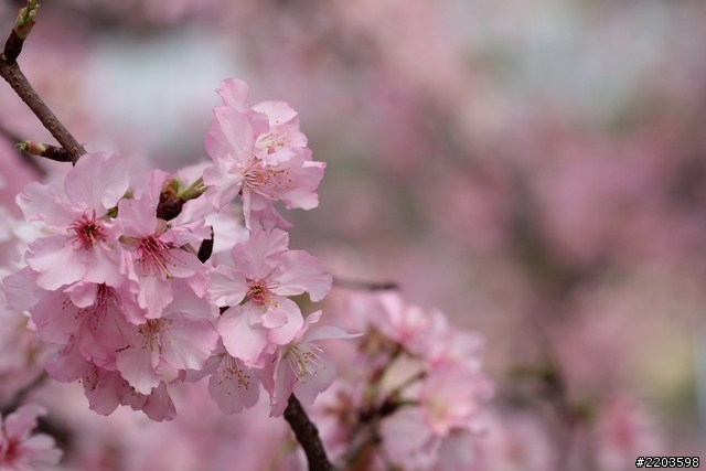Canon EF 135mm F2.0 L USM 試拍文(新竹公園河津櫻)