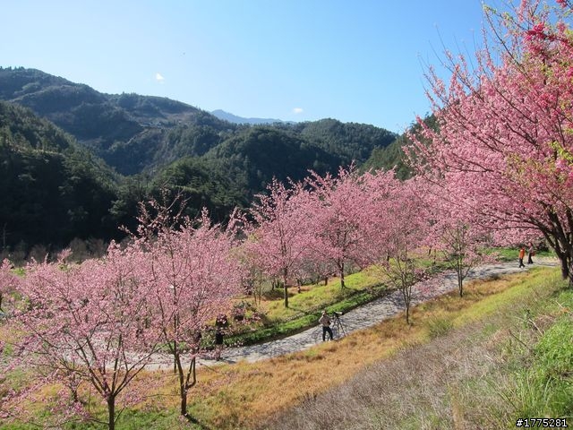 一日雙北加武陵農場櫻花行~