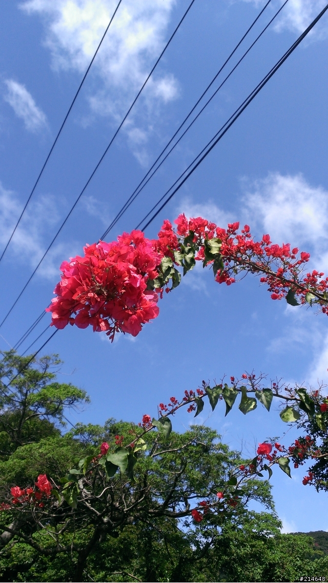 帶著蝴蝶賞櫻記