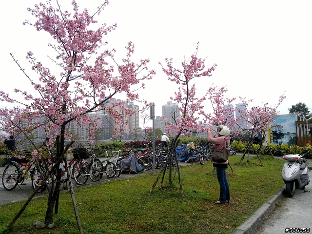 新店陽光運動公園櫻花開了