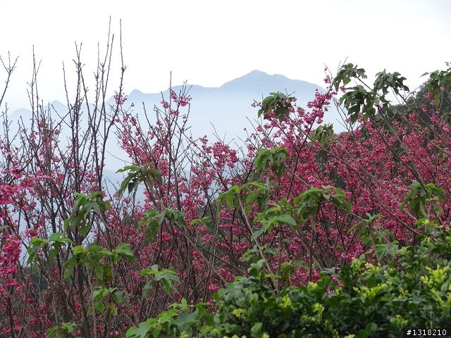 親子旅遊-新春台北自由行(5)-櫻花百拉卡