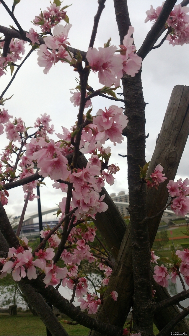 櫻花in陽光運動園區  by  Xperia  TX