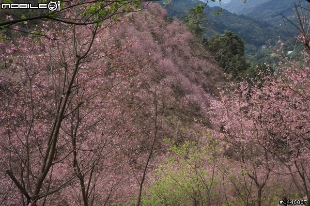 遇見櫻花林