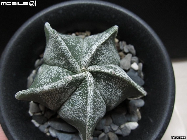 近幾個月入手的鸞鳳玉 Mobile01