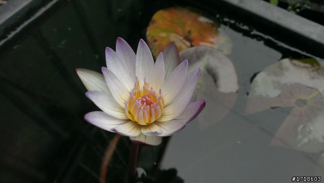 [分享]蝴蝶拍的路邊小花