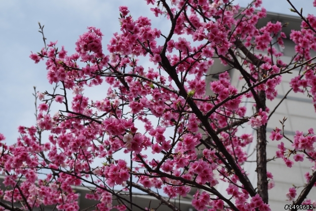 K-30 DA18-55 台北小叮噹展