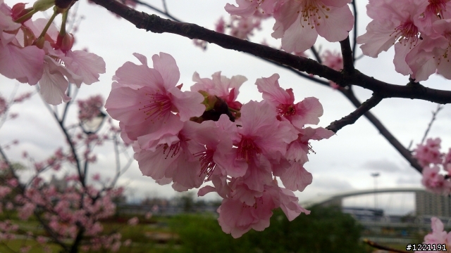 櫻花in陽光運動園區  by  Xperia  TX