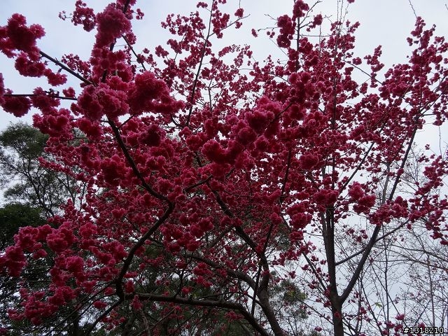 親子旅遊-新春台北自由行(5)-櫻花百拉卡