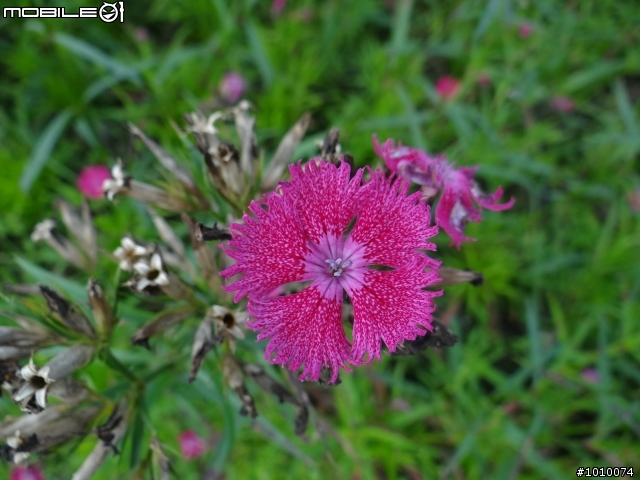 推薦 花蓮光復鄉「大農大富平地森林園區」