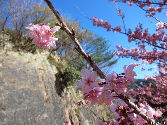 一日雙北加武陵農場櫻花行~