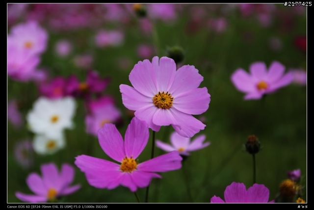 24-70mm f/4L IS USM 蓋大樓 !