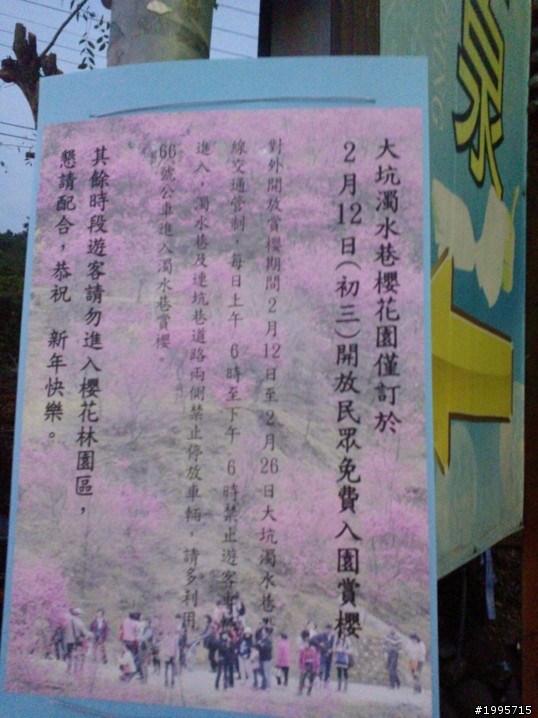 2013/2/2 大坑濁水巷櫻花林花況