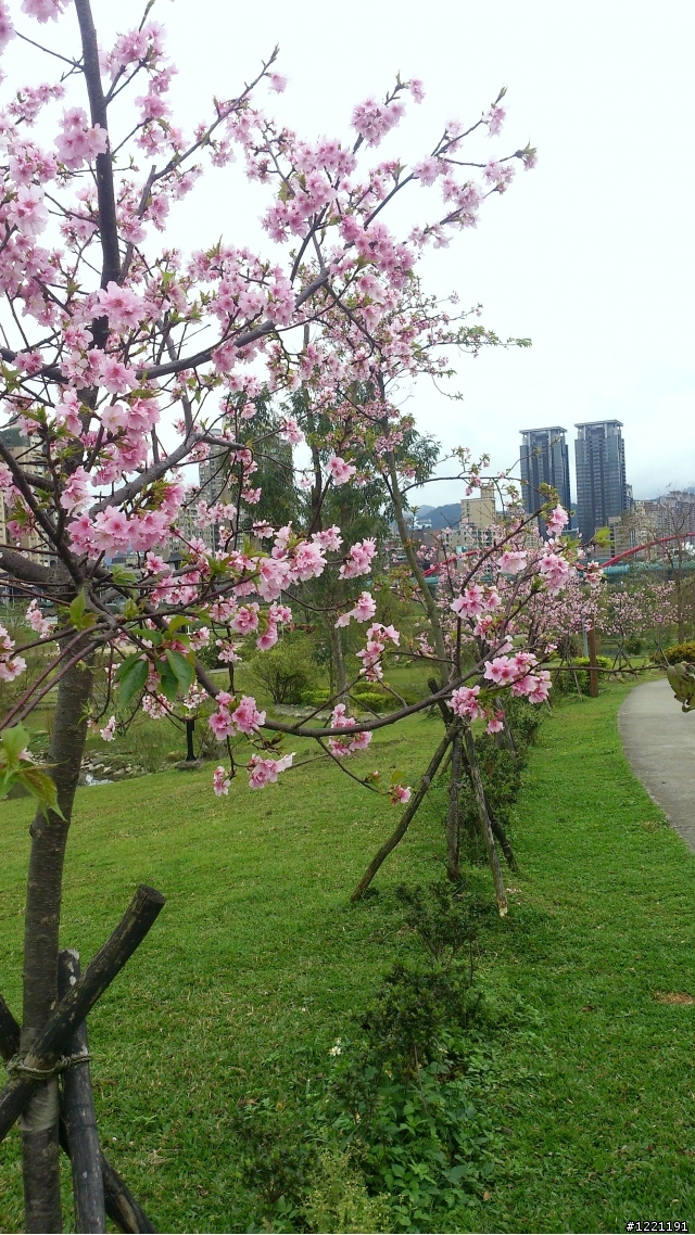 櫻花in陽光運動園區  by  Xperia  TX