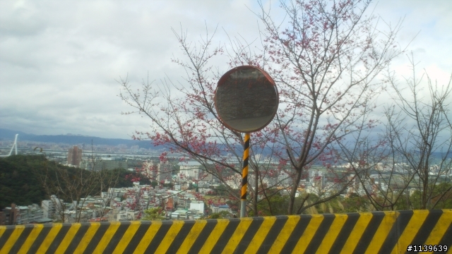 看sakura不必去YMS-2