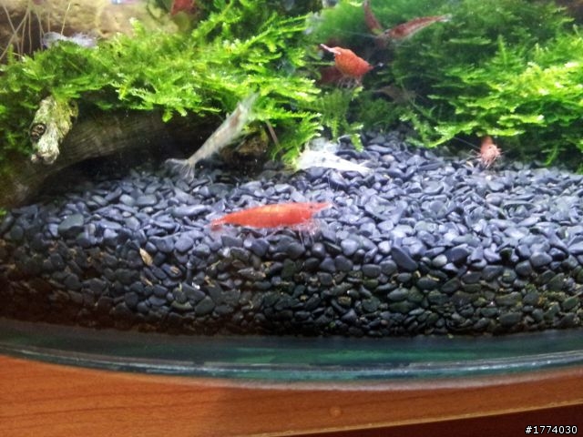 麻煩請養魚達人健檢小弟的小魚缸