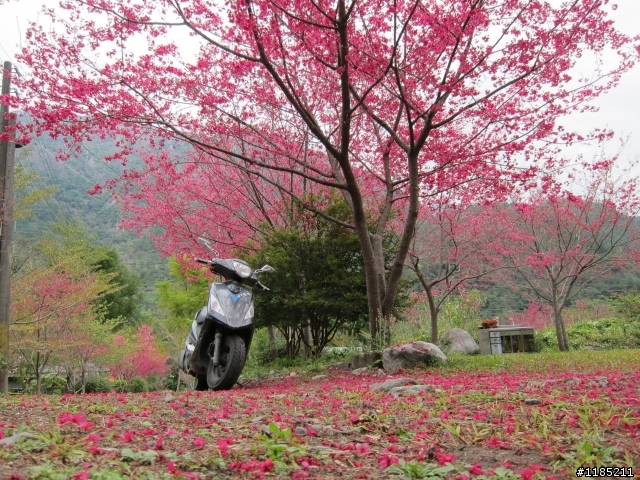 2013.02新社、松鶴、谷關尋花記