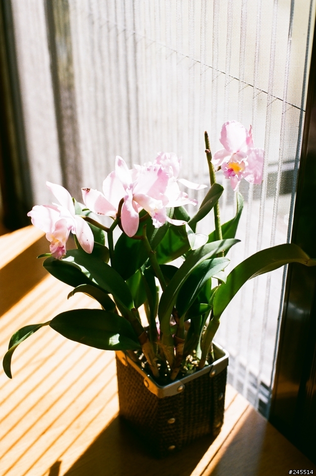 Canon AE-1雋永的經典再現（2013/2/2更新）