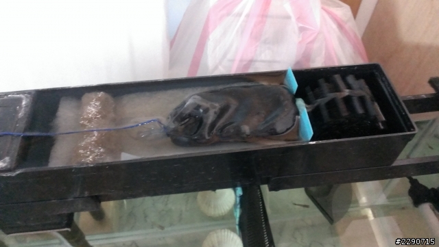 我的孔雀魚裸缸 最近魚便便很快變成沙狀，是硝化菌的原因嗎?