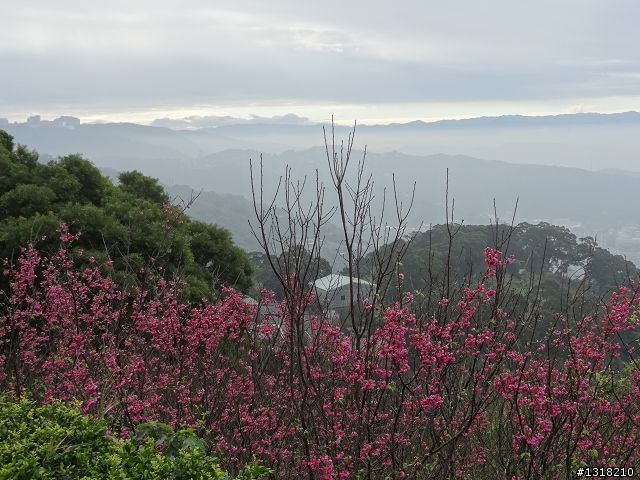 親子旅遊-新春台北自由行(5)-櫻花百拉卡