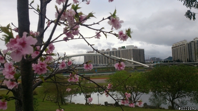 櫻花in陽光運動園區  by  Xperia  TX