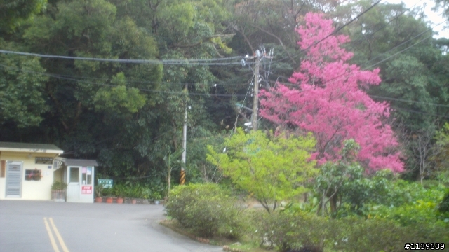 看sakura不必去YMS-2