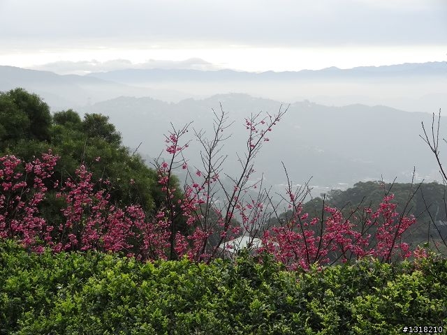親子旅遊-新春台北自由行(5)-櫻花百拉卡