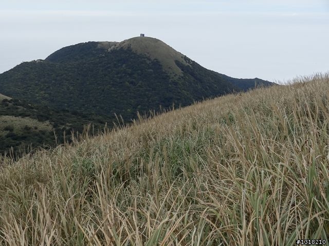 親子旅遊-新春台北自由行(5)-櫻花百拉卡