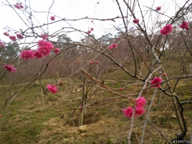 2013/2/2 大坑濁水巷櫻花林花況