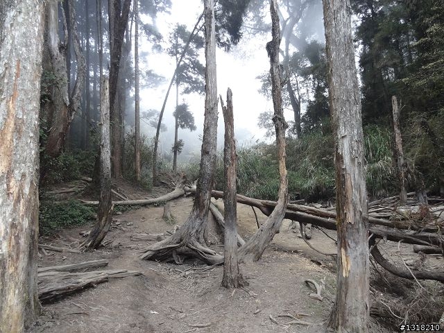 親子旅遊-竹山鹿谷體驗行