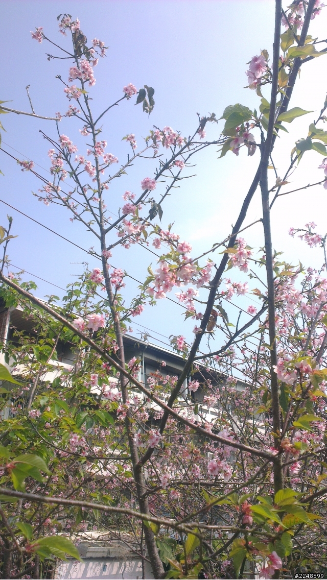 我家前面也有櫻花